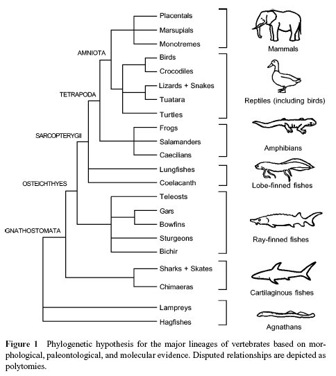 Phylogenetic hypothesis for the major lineages of vertebrates