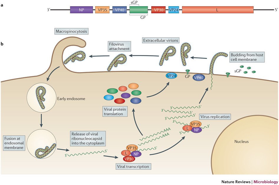 ebola virus life cycle